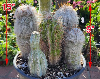 Premium Cactus Combo Set - Assorted Species
