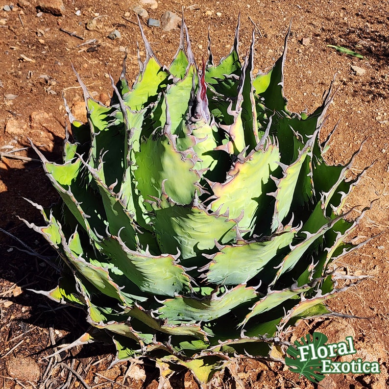 Agave Parrasana 'Globe' アガベパラサナ グローブ 龍舌蘭専門店 Specialty Agave Shop US Stock 植物検疫証明書付きで出荷 image 8