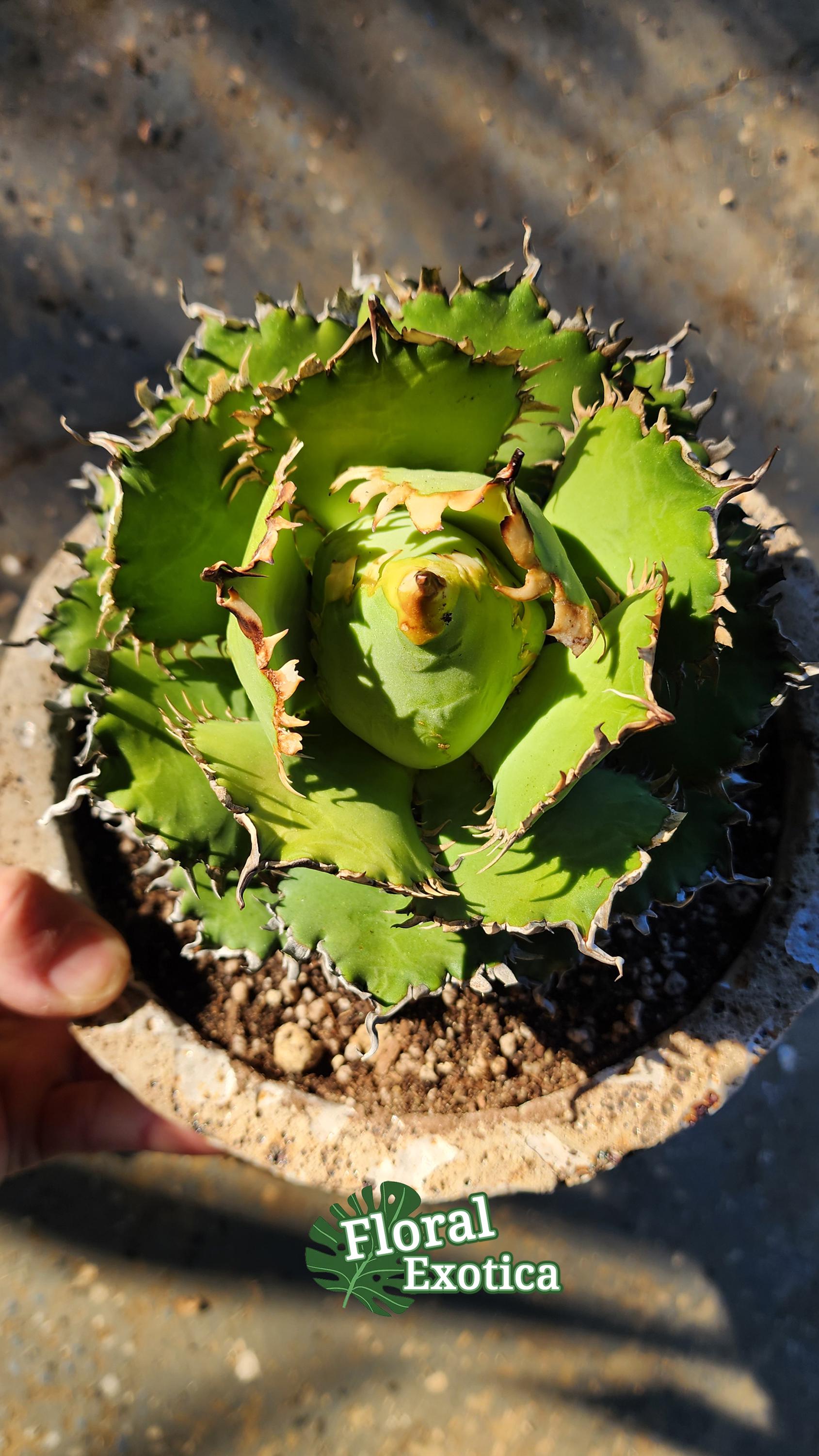 Titanota Filigree Agave - Compact Collector Specimen - Exact Plant