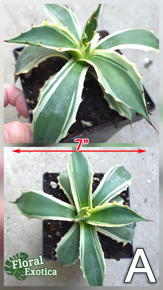 Variegated Agave Parrasana 