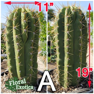 Trichocereus Terscheckii Argentine Saguaro Cardon Grande Cactus Tall Branching Columnar Cactus image 3