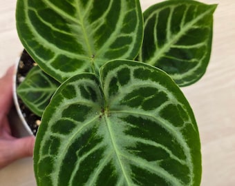 Anthurium Dorayaki - Ornamental Foliage -