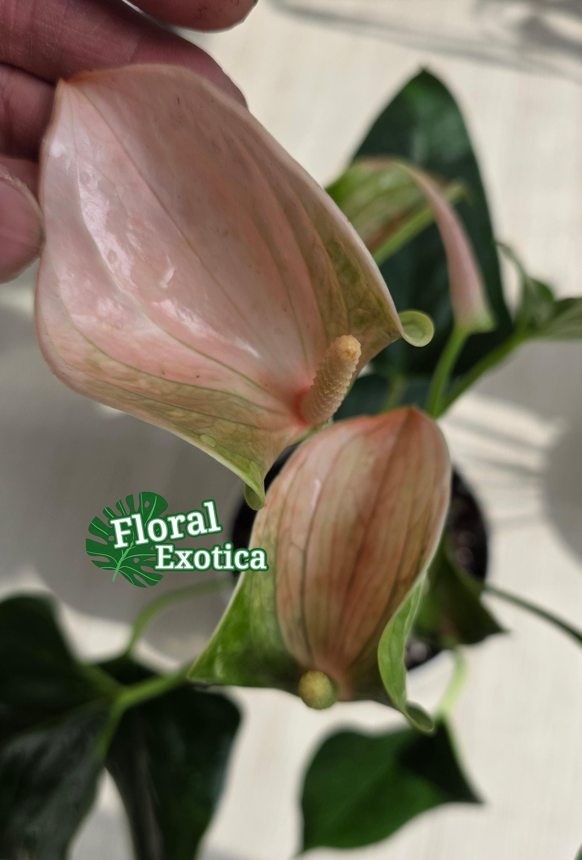 Anthrium Joli Peach - Novelty Anthurium - Florist Quality - 4" Starter -  Etsy
