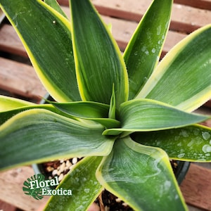 White Variegated Agave Blue Flame - Rare Agave
