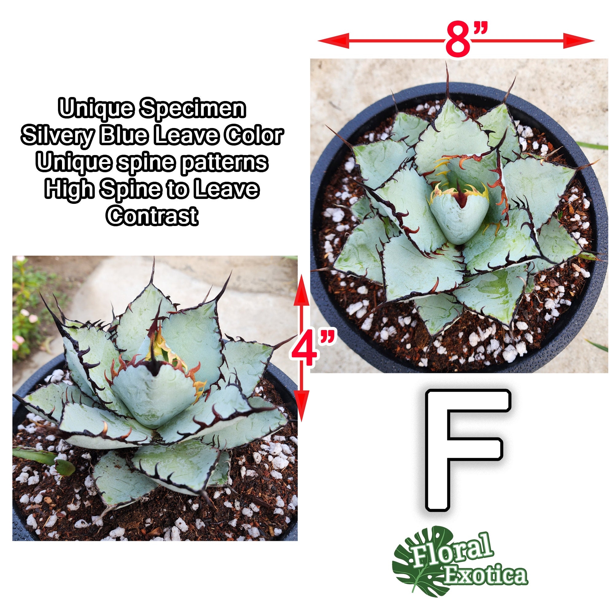 Titanota Black and Blue [blue Ball] - チタノタ ブルーボール - 籃球