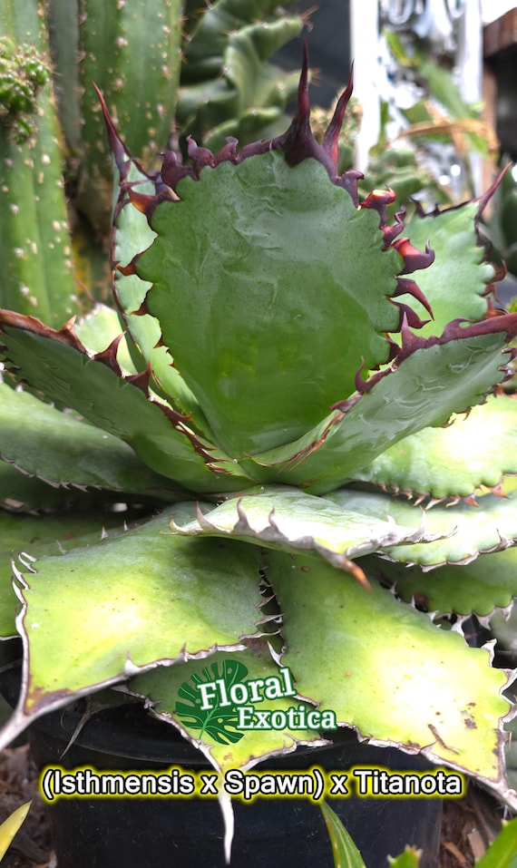 Agave Hybrid (isthmesis X Spawn) X Titanota - Etsy