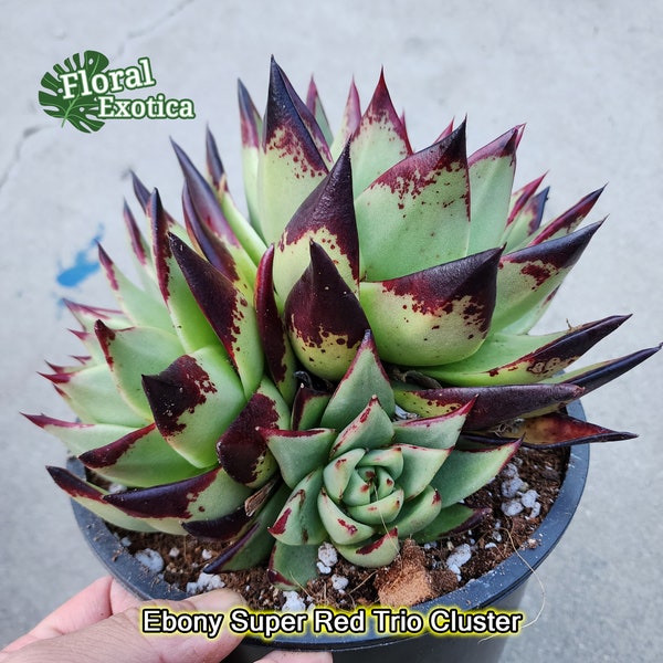 True Echeveria Agavoides Ebony Super Red  - Exact Specimen - Super Red - With One Large Pup - WYSIWYG - Only 1 Available