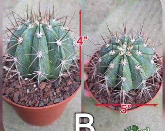 Melo Cactus Azure  Turk's Cap, Blooming Specimen - Collector Cactus - Etsy