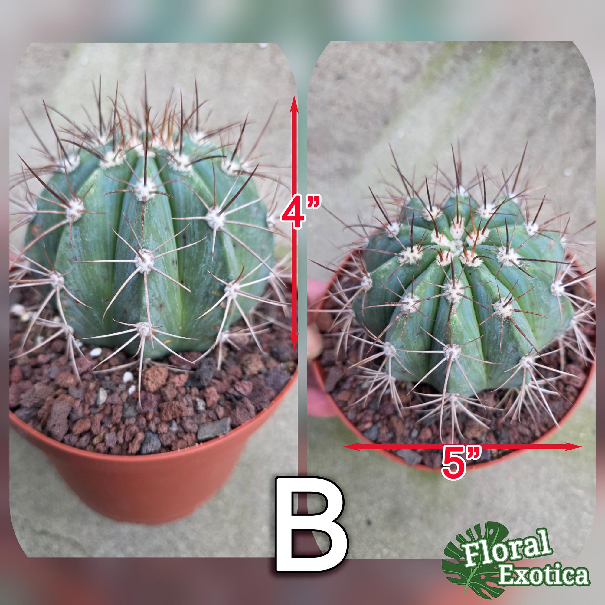 Melo Cactus Azure – Turk's Cap, Blooming Specimen - Collector
