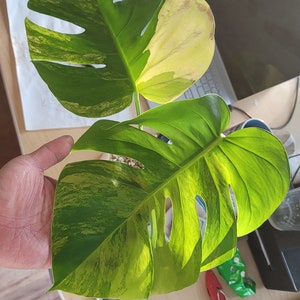May include: Close-up of two large, variegated Monstera leaves. The leaves are primarily green with yellow and white variegation. The text "Floral Exotica" and "Plant A" are visible at the bottom of the image.