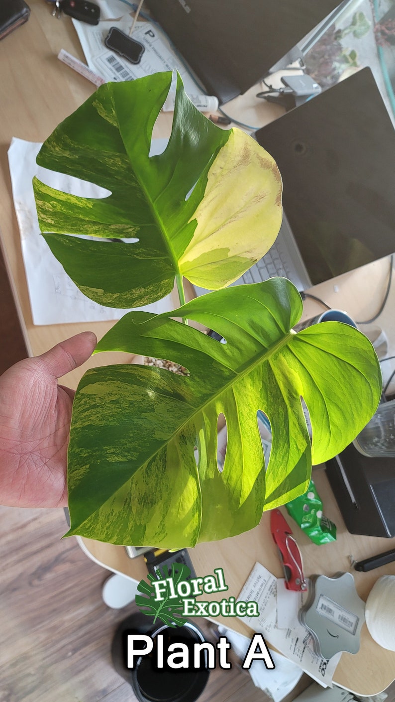 May include: Close-up of two large, variegated Monstera leaves. The leaves are primarily green with yellow and white variegation. The text "Floral Exotica" and "Plant A" are visible at the bottom of the image.