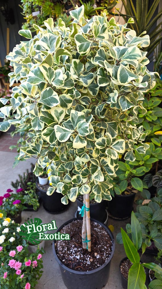 Ficus Triangularis Variegata - Exceptional House Plant - Etsy Israel