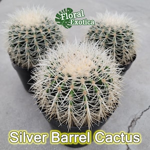 Collector Silver Barrel Cactus - Rare Form of Golden Barrel -  Echinocactus grusonii Cactus - Premium Collector Cactus