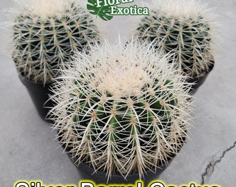 Silver Barrel Cactus -  Echinocactus Grusonii - For Collection