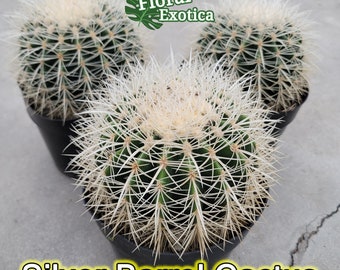 Collector Silver Barrel Cactus - Rare Form of Golden Barrel -  Echinocactus grusonii Cactus - Premium Collector Cactus