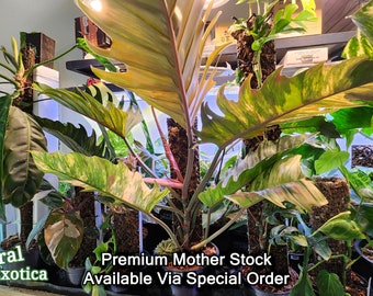 Premium Grade Caramel Marble Philodendron - Stellar Variegation - Large Size Mother Stock  - Special Order - Free US Express Shipping