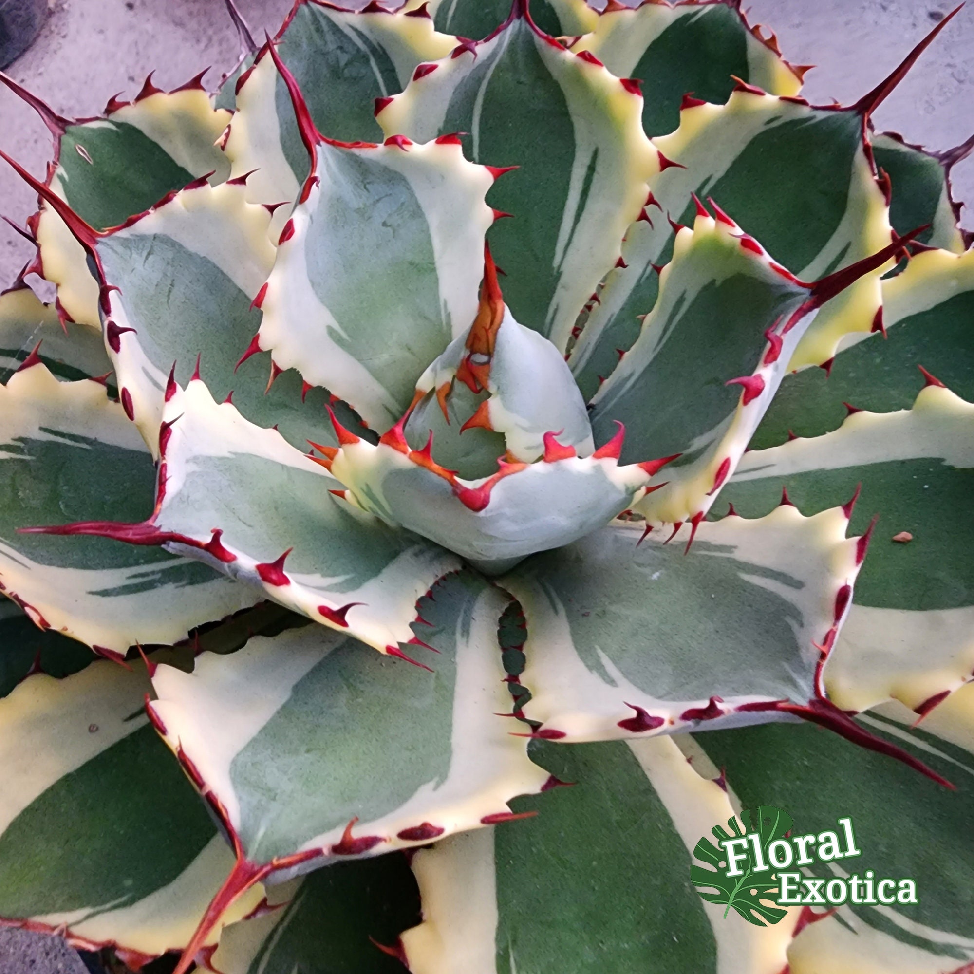 Agave Kissho Kan - 