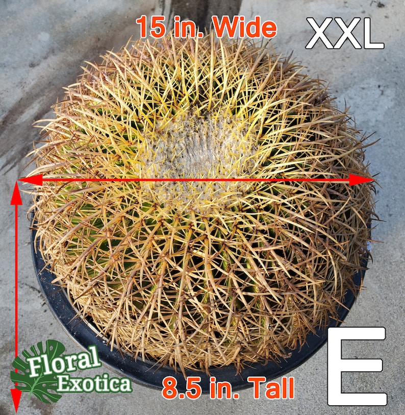 Floral Exotica Golden Barrel Cactus - Thumbnail 2