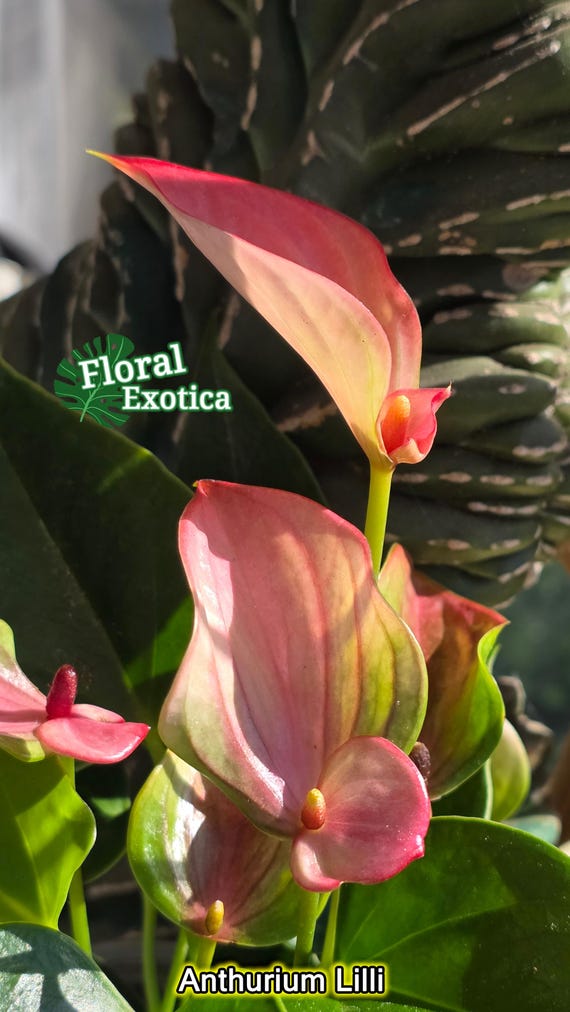 Pink Tulip Anthurium Lilli – 4