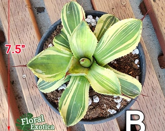 Agave Parryi Truncata 'limestreak' - アガベ ライムストリーク 希少