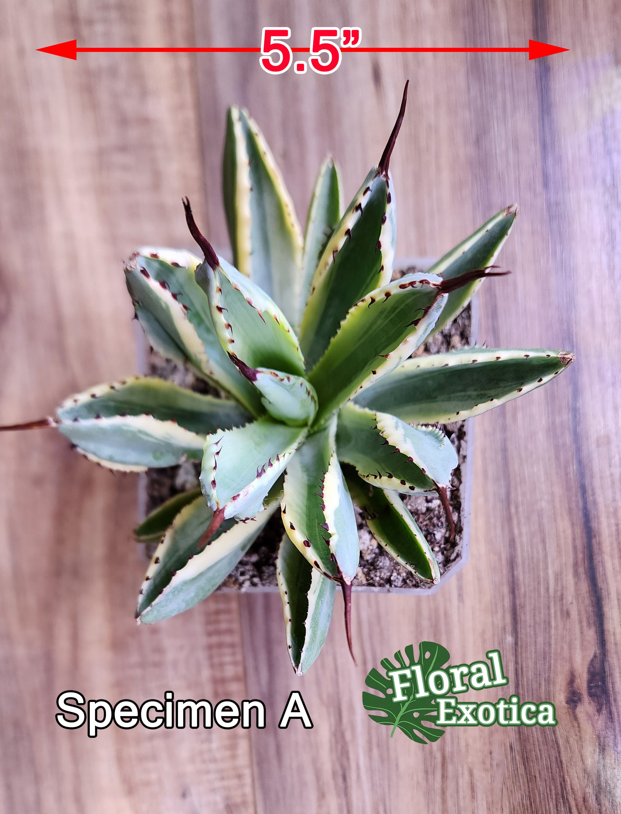 Agave Potatorum Cubic Alba Variegated アガベ ポタトラム Agave Potatorum Cubic Alba Variegated アガベ ポタトラム