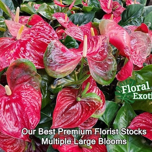 Anthrium Mickey Mouse - Novelty Anthurium - Premium Florist Quality - Free Shipping