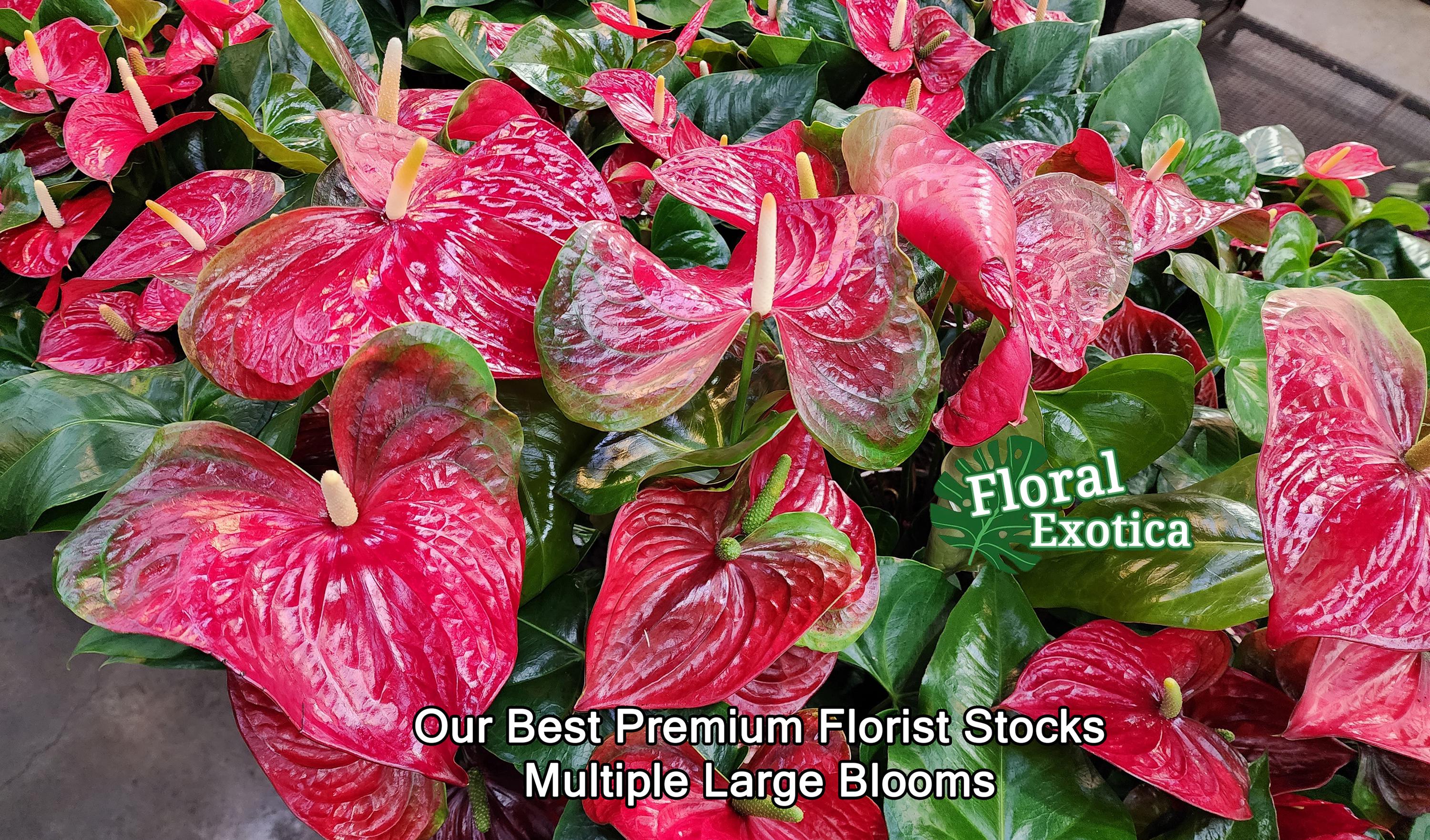 Anthurium Mickey Mouse: Large Red Obake Anthurium - Etsy