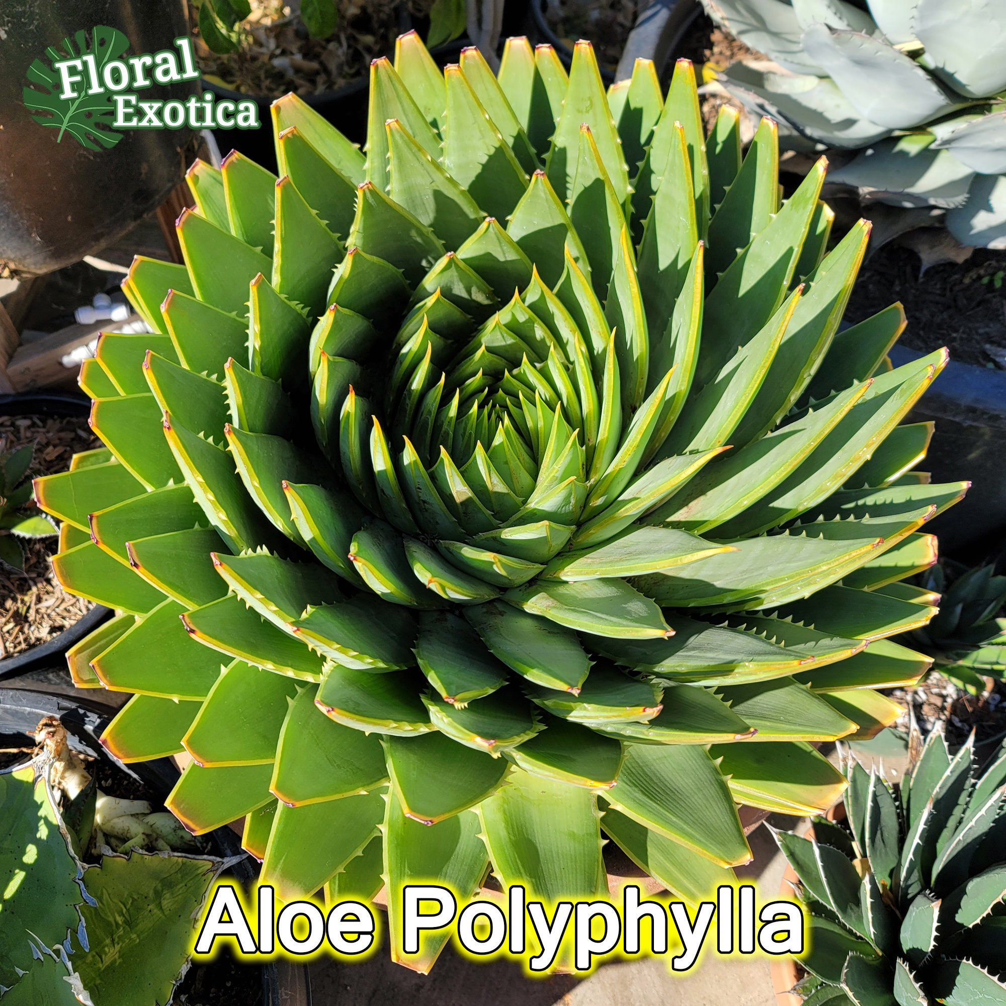 Aloe Plant for sale 94 ads for used Aloe Plants