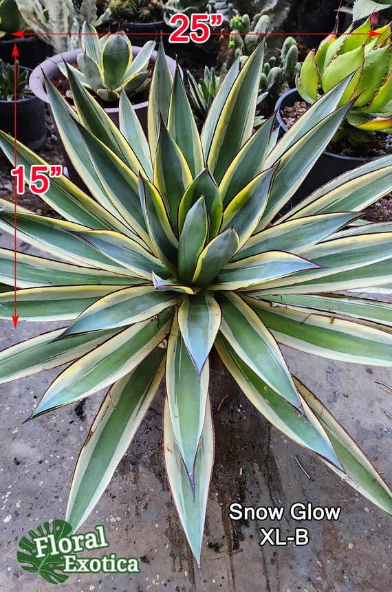 Snowglow Agave - アガベブルーグロー斑入り - 藍光白覆輪 Snowglow Agave - アガベブルーグロー斑入り - 藍光白覆輪