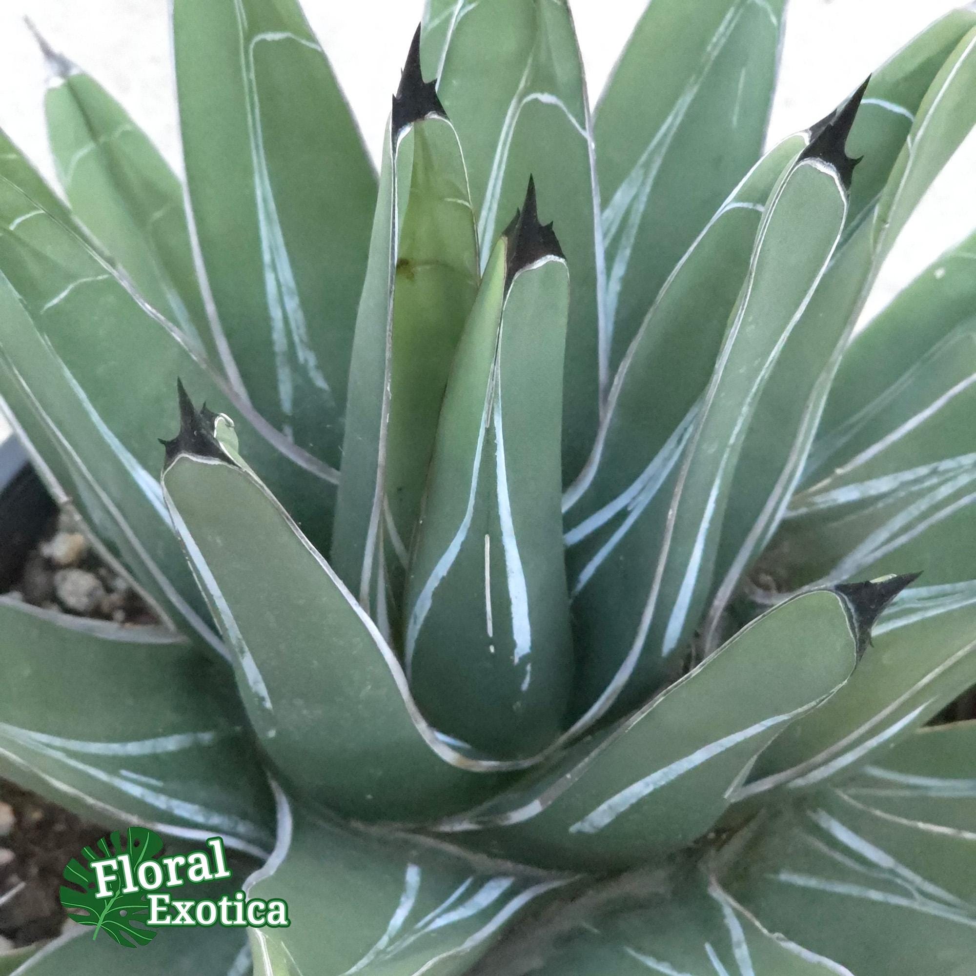Agave Ferdinandi-regis: King of Agaves, Triangular Silver-marked