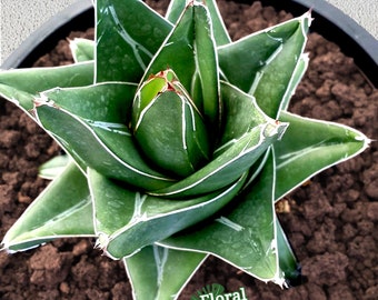 Queen Agave "Super Wide"  - アガベ - 龍舌蘭専門店 - Specialty Agave Shop - US Stock