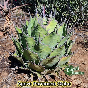 Agave Parrasana 'Globe' アガベパラサナ グローブ 龍舌蘭専門店 Specialty Agave Shop US Stock 植物検疫証明書付きで出荷 image 1
