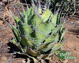 Agave Parrasana 'Globe' - アガベパラサナ グローブ - 龍舌蘭専門店 - Specialty Agave Shop - US Stock - 植物検疫証明書付きで出荷