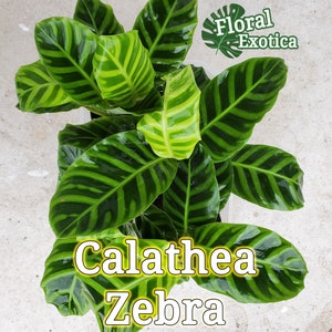 Calathea "Zebra" - Zebrina - Striking Foliage for Tropical Lovers
