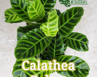 Calathea "Zebra" - Zebrina - Striking Foliage for Tropical Lovers