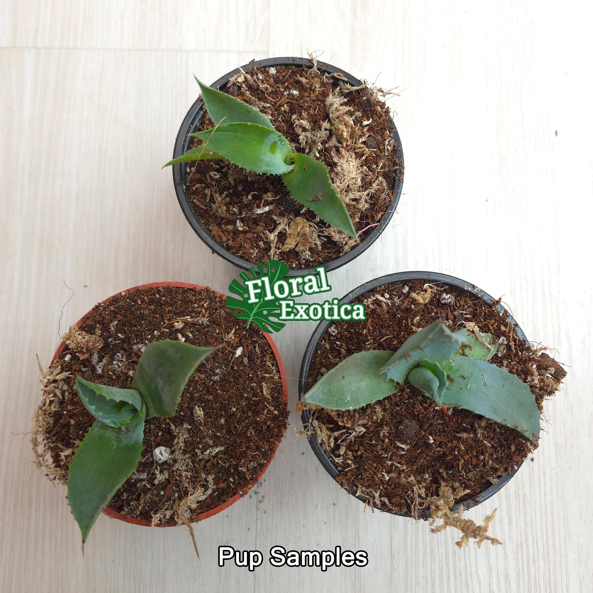 New Agave Hybrid Parrasana x Isthmesis -【新着】アガベハイブリッド