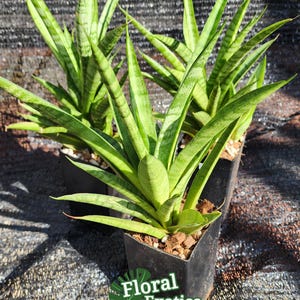 Pineapple Sansevieria - Petite Sanseveria - New Market Introduction - Compact and Cute - Free Shipping