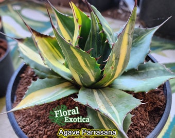 Agave Parrasana 
