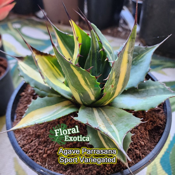 Agave Parrasana MP/Streak Variegated - アガベ パラサナ錦 - 賴光錦 - 龍舌蘭専門店 - Specialty Agave Shop - US Stock Shipping Internationally