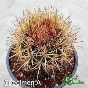 Rare Ferocactus Chrysacanthus - Slow Growing -  Rare form with Red Core Spines - Very Large Size