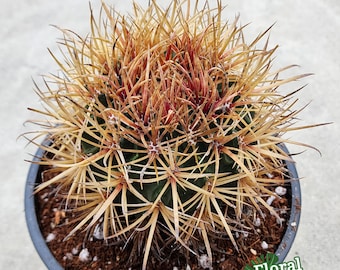 Rare Ferocactus Chrysacanthus - Slow Growing -  Rare form with Red Core Spines - Very Large Size