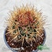 see more listings in the Cactus - Ferocactus section