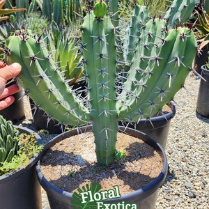 Blue Myrtle-Bilberry Cactus - BlueBoys - Myrtillocactus Geometrizans - Garambullo Cactus - Cactus Sculpture - Large Specimen