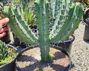 Blue Myrtle-Bilberry Cactus - BlueBoys - Myrtillocactus Geometrizans - Garambullo Cactus - Cactus Sculpture - Unique Specimen
