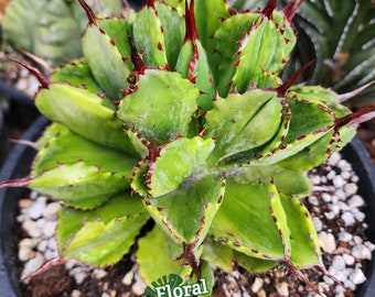 Agave Potatorum Cubic Variegated - アガベ ポタトラム