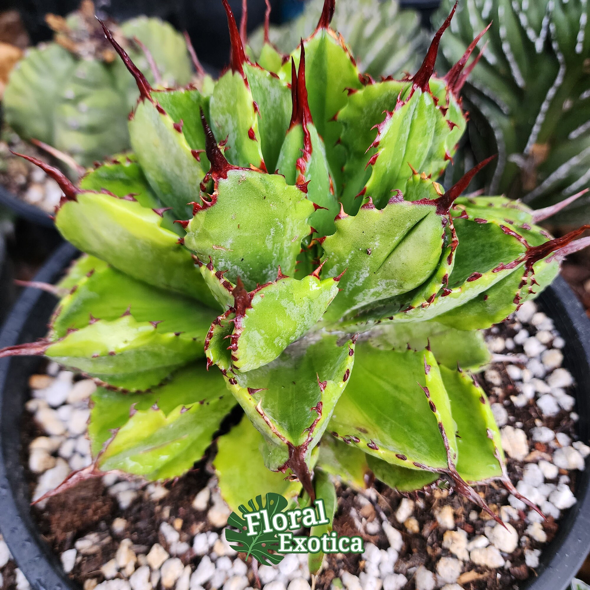 Agave Potatorum Cubic Variegated - アガベ ポタトラム キュービック