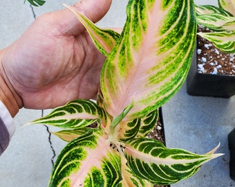 Specialty Aglaonema - Panama Pink - Magically Pleasing Aglaonnema - Starter Size 4 to 5 Leaves