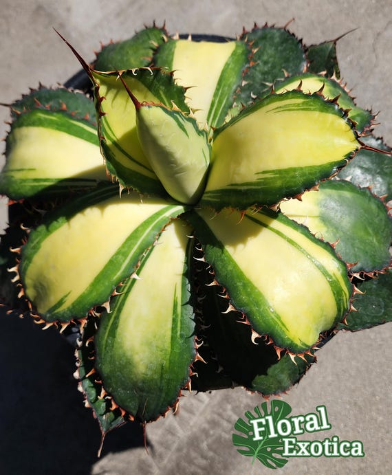 Agave Bovicornuta Holstein -    -  - - US  Stock -  - Exact Specimen - Etsy.de