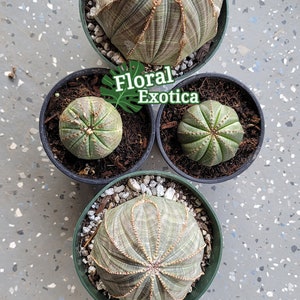 Ornamental Euphorbia - Euphorbia Obesa - Ball Cactus - Collectible Cactus