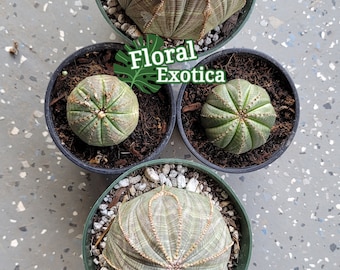 Euphorbia Obesa - Ornamental Cactus - Etsy